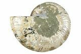 Cut & Polished Ammonite Fossil (Half) - Crystal Pockets #274812-1